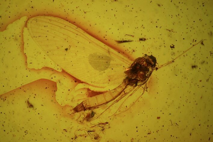 Fossil Mayfly (Ephemeroptera) & Fly (Diptera) In Baltic Amber #73319